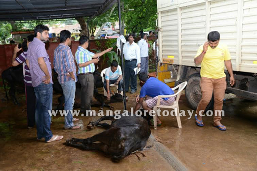 Cattle trafficking  in mangalore 10
